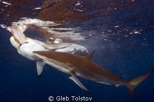 Feast of Silkys by Gleb Tolstov 